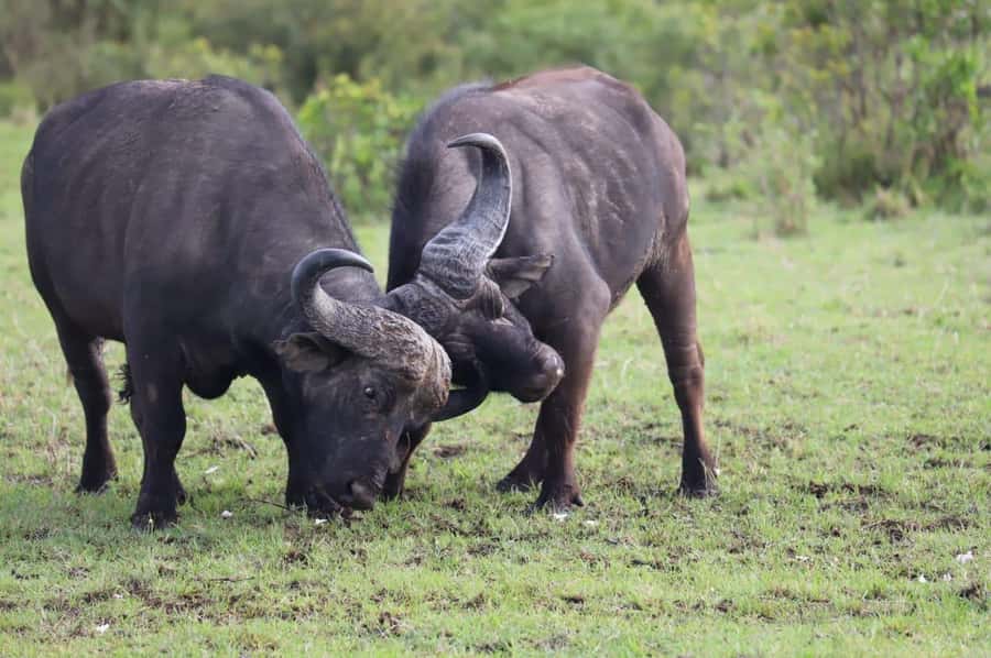 NAIROBI NATIONAL PARK AFTERNOON GAME DRIVE. - Pickup from seven Nairobi neighborhoods