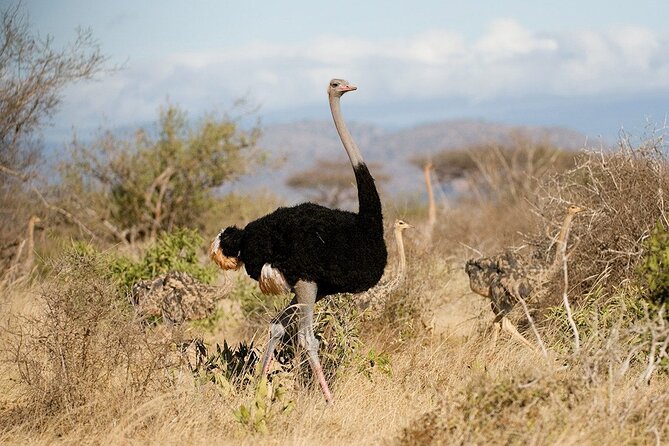 Nairobi National Park and Beads Factory Private Tour - What five hours on the game drive feels like