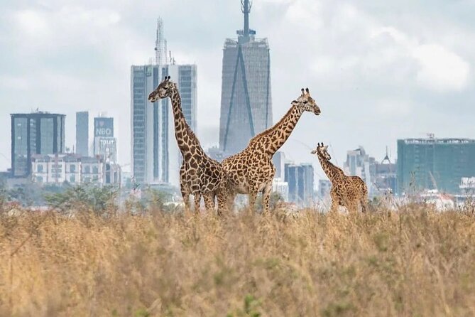 Nairobi National Park and Beads Factory Private Tour - Why the city view adds to the experience