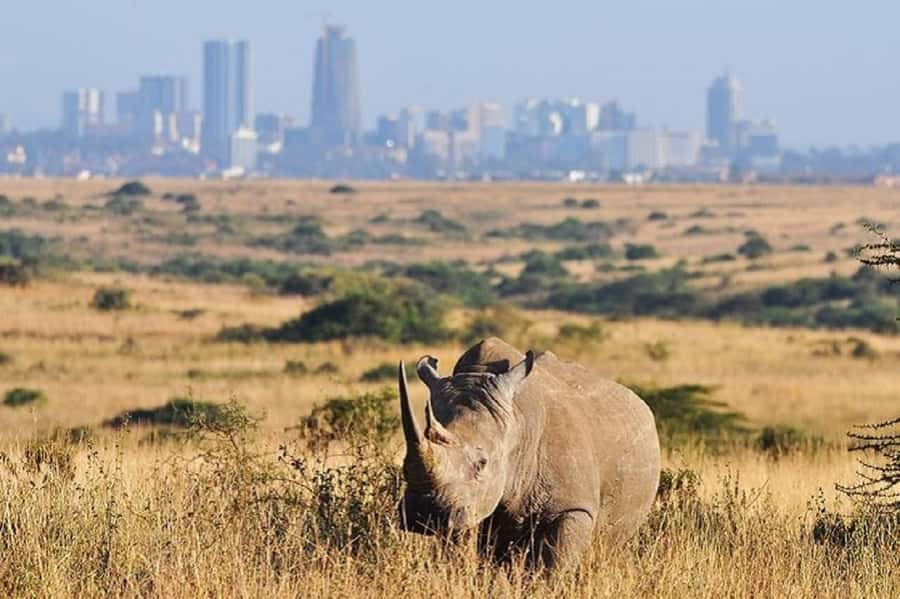 Nairobi national park and elephant orphanage - David Sheldrick Wildlife Trust after the game drive