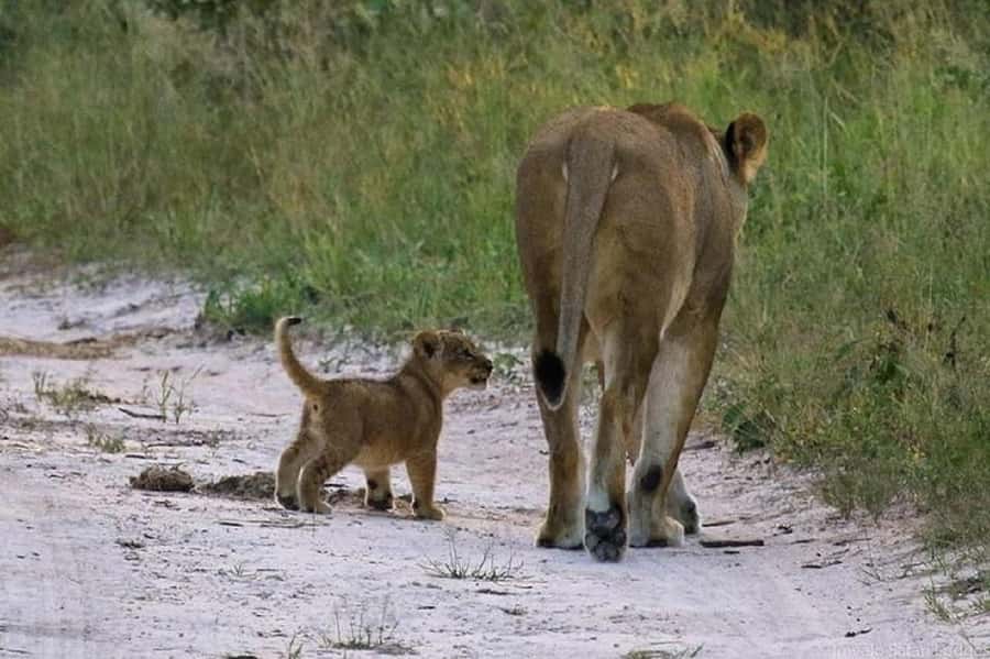 Nairobi national park and elephant orphanage - The true cost of this Nairobi safari