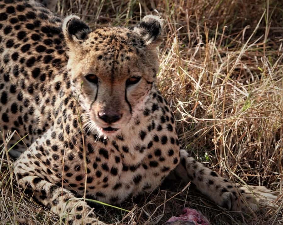 Nairobi national park and elephant orphanage - Who will enjoy this tour most