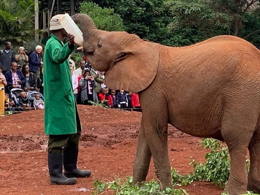 Nairobi national park and elephant orphanage - Booking details that affect your decision
