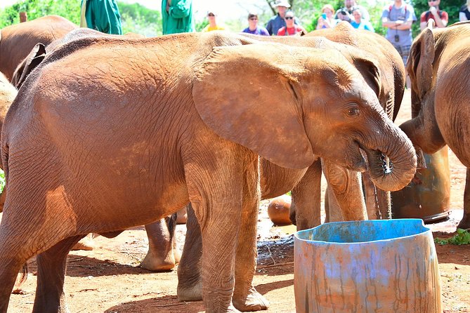 Nairobi national park and Giraffe center - The Giraffe Centre adds a conservation stop