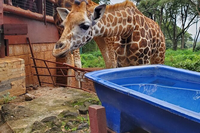 Nairobi national park and Giraffe center - The guide matters more than the checklist