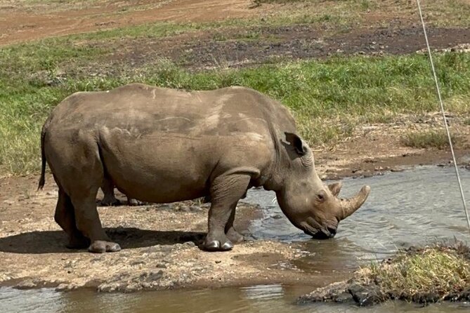 Nairobi National Park and Giraffe Center Daily Tours. - Four hours searching Nairobi National Park