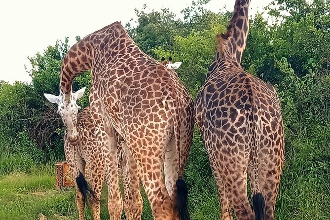 Nairobi National Park and Giraffe Center Daily Tours. - A close encounter at the Giraffe Centre