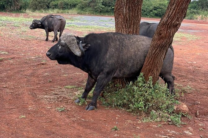 Nairobi National Park and Giraffe Center Daily Tours. - The real cost: $158 before other applicable charges