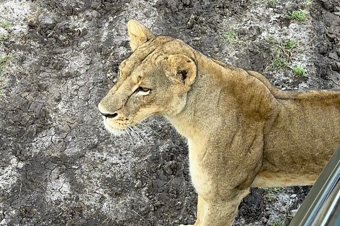Nairobi National Park and Giraffe Center Daily Tours. - Who will get the most from this tour