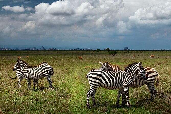 Nairobi National Park and Giraffe Center Day Tour - Key points at a glance