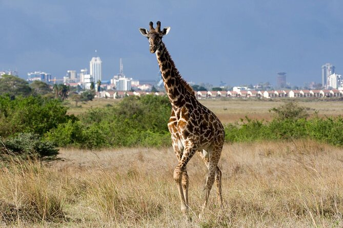 Nairobi National Park and Giraffe Center Day Tour - Why this mini safari works in Nairobi