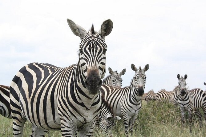Nairobi National Park and Giraffe Center Day Tour - Five to six hours inside Nairobi National Park