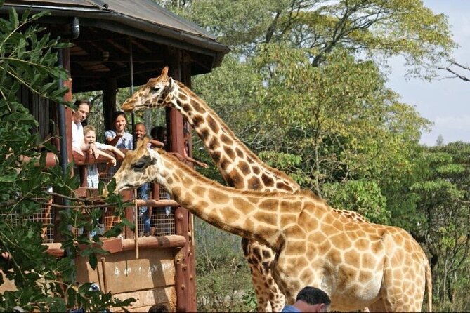 Nairobi National Park and Giraffe Center Day Tour - Why the Giraffe Centre adds more than a photo