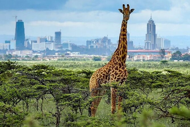 Nairobi National Park and Giraffe Center Day Tour - What $175 includes, and where the value lies
