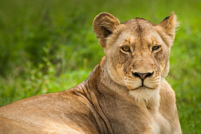 Nairobi National park And Giraffe Center: Free Wi-Fi Connection - Nairobi National Park, where the city becomes your backdrop