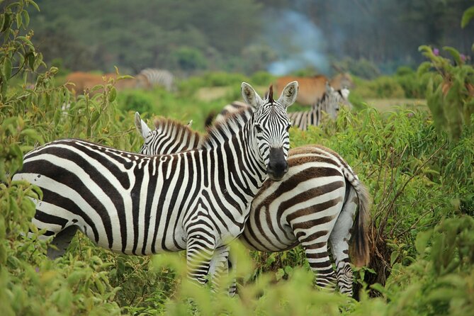 Nairobi National park And Giraffe Center: Free Wi-Fi Connection - Meeting Rothschild giraffes at the Giraffe Centre