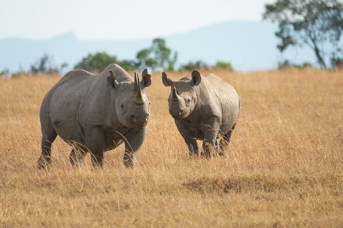 Nairobi National park And Giraffe Center: Free Wi-Fi Connection - Lunch, local shopping, and the Kobe Tough Beads & Leather stop