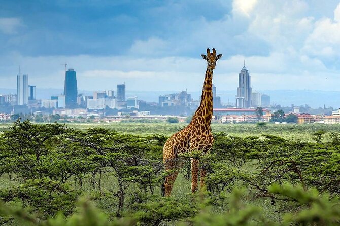 Nairobi National Park and Giraffe Center from Kenya with a Guide - Entering Nairobi National Park in an open-roof 4WD