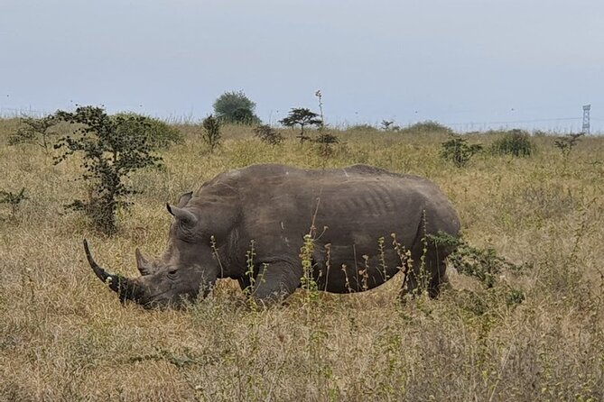 Nairobi national park and Giraffe center - Why the private vehicle changes the day
