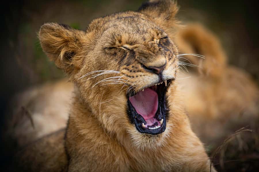 Nairobi National Park, Baby Elephant and Giraffe Centre Tour - Key points at a glance