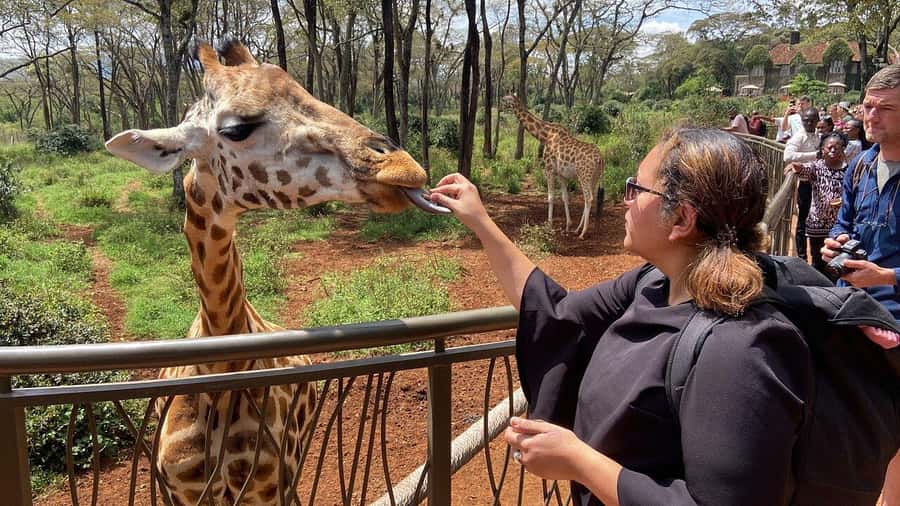 Nairobi National Park, Baby Elephant and Giraffe Centre Tour - Why this Nairobi day tour works