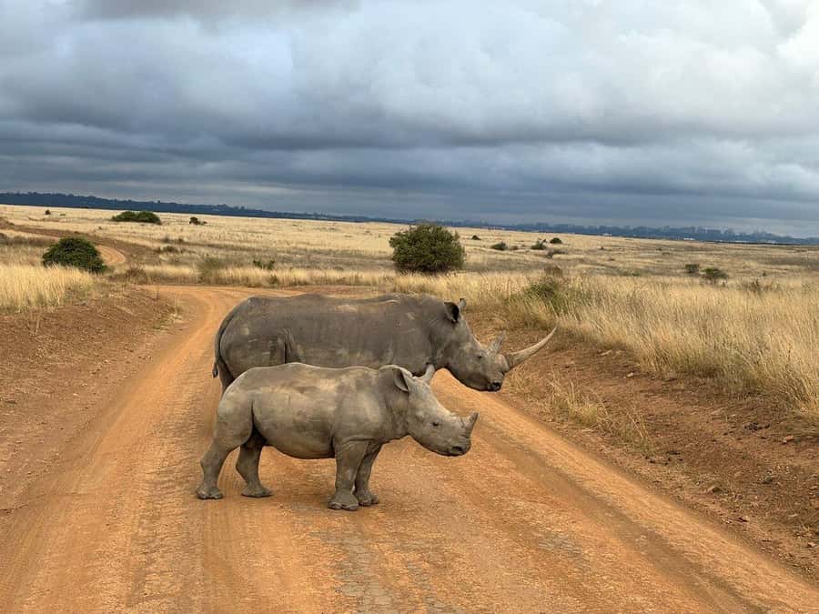 Nairobi National Park, Baby Elephant and Giraffe Centre Tour - Four hours among Nairobi’s wildlife