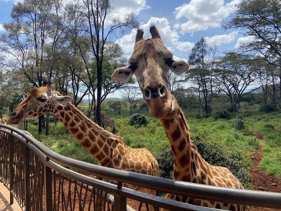 Nairobi National Park, Baby Elephant and Giraffe Centre Tour - Meeting orphaned elephants at Sheldrick