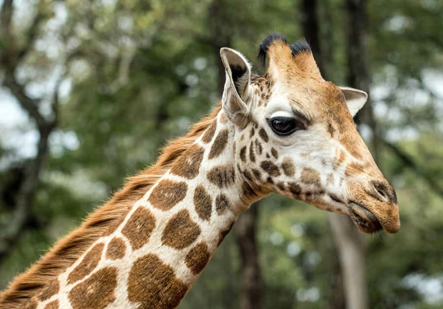Nairobi National Park, Baby Elephant and Giraffe Centre Tour - What the $54 price really means