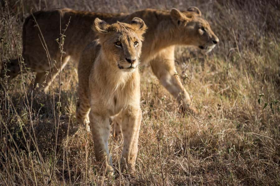 Nairobi National Park, Baby Elephant and Giraffe Centre Tour - Timing, languages, and practical limits