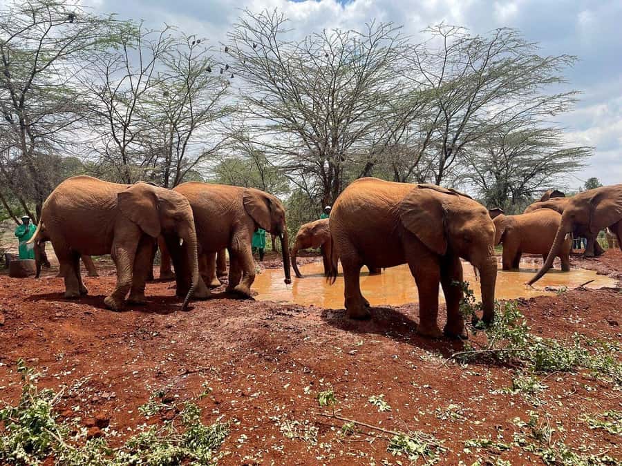 Nairobi National Park, Baby Elephant and Giraffe Centre Tour - From Nairobi to the park in about 30 minutes