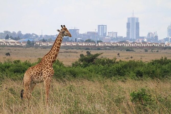Nairobi: National park, baby Elephant, Giraffe center - Hand-feeding giraffes at the Giraffe Centre
