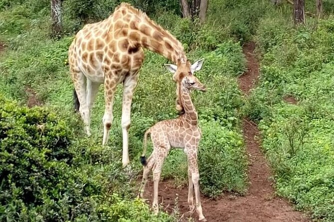 Nairobi: National park, baby Elephant, Giraffe center - Timing, delays, and how to protect your day