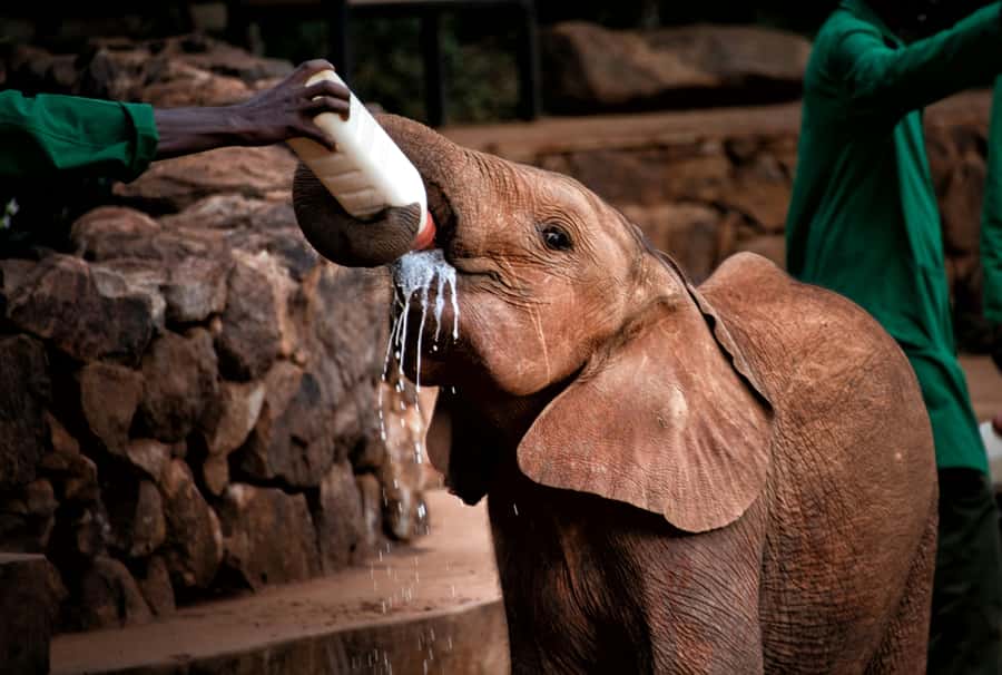 Nairobi: National Park, Baby Elephant & Giraffe Centre Tour - Nairobi National Park with the city behind you