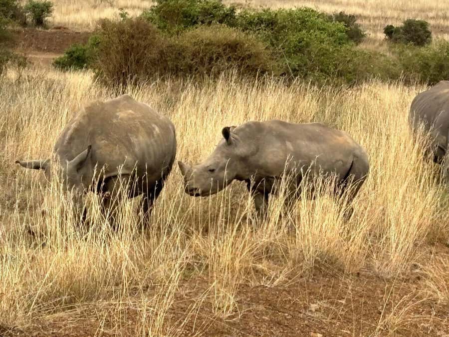 Nairobi: National Park, Baby Elephant & Giraffe Centre Tour - Should you book the Nairobi wildlife day?