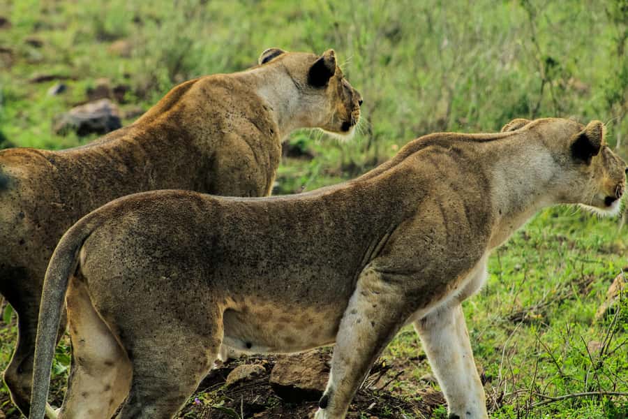 Nairobi: National Park, Baby Elephant & Giraffe Centre Tour - Why the park fee changes the value