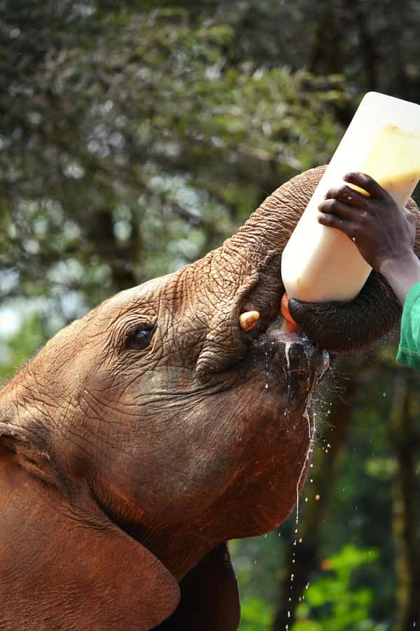 Nairobi: National Park, Baby Elephant & Giraffe Centre Tour - Hand-feeding giraffes at the Giraffe Centre