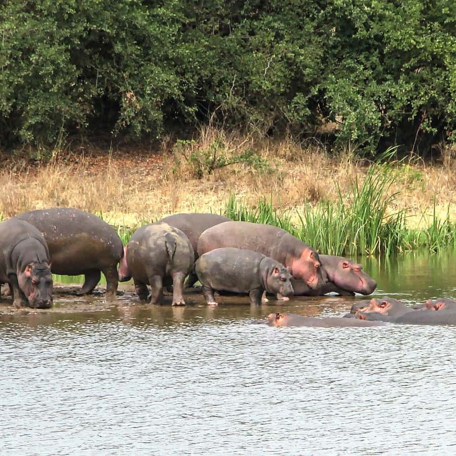 Nairobi: National Park, Baby Elephant & Giraffe Centre Tour - Guides can make or break the day