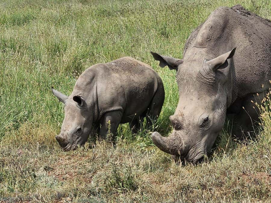 Nairobi: National Park, Baby Elephant & Giraffe Centre Tour - Van or safari jeep, and why it matters