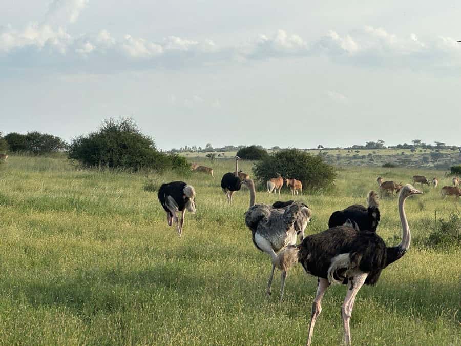 Nairobi: National Park, Baby Elephant & Giraffe Centre Tour - Optional stops: Karen Blixen and Bomas of Kenya