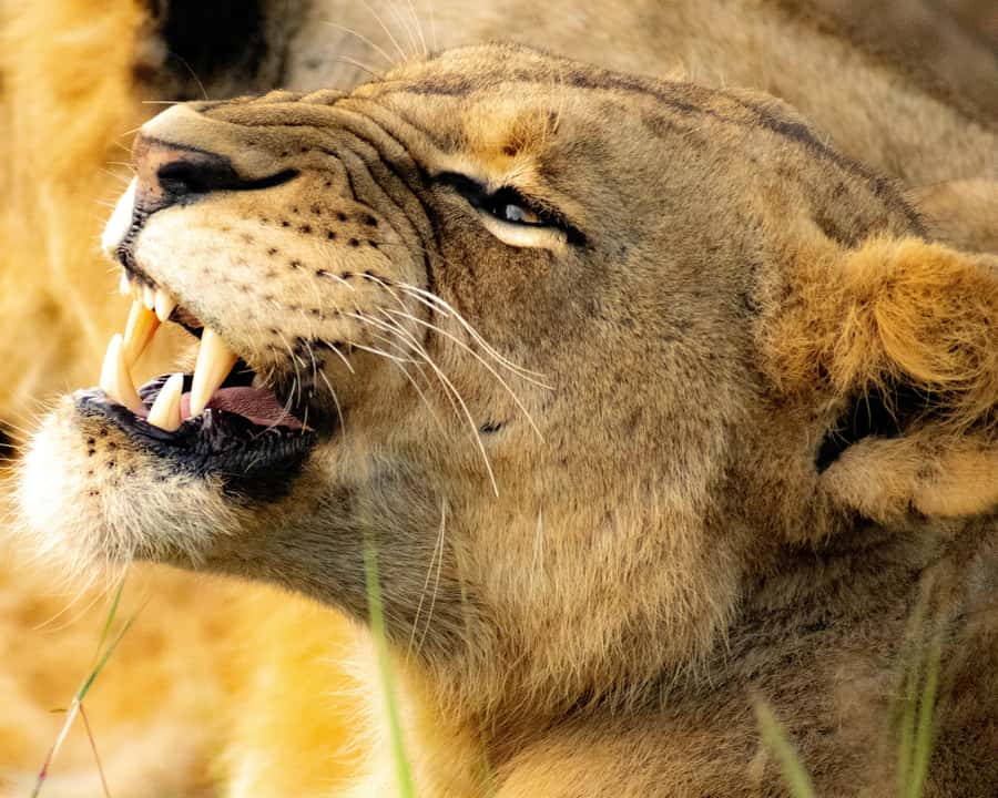 Nairobi: National Park, Baby Elephant & Giraffe Centre Tour - What to pack and how to pace yourself