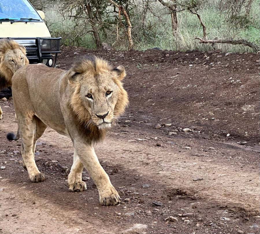 Nairobi: National Park, Baby Elephant & Giraffe Centre Tour - Who will get the most from this tour