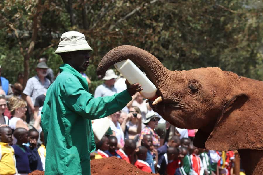 Nairobi: National Park, Baby Elephant & Giraffe Centre Tour - Seeing the Sheldrick Elephant Orphanage