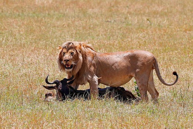Nairobi National Park, Baby Elephant Orphanage and Giraffe Center - A city safari with real wildlife nearby