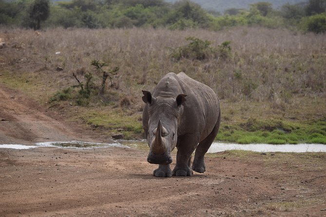 Nairobi National Park, Baby Elephant Orphanage and Giraffe Center - Stop two: feeding giraffes at the Giraffe Centre