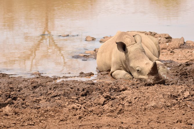Nairobi National Park, Baby Elephant Orphanage and Giraffe Center - What the $52 price really buys