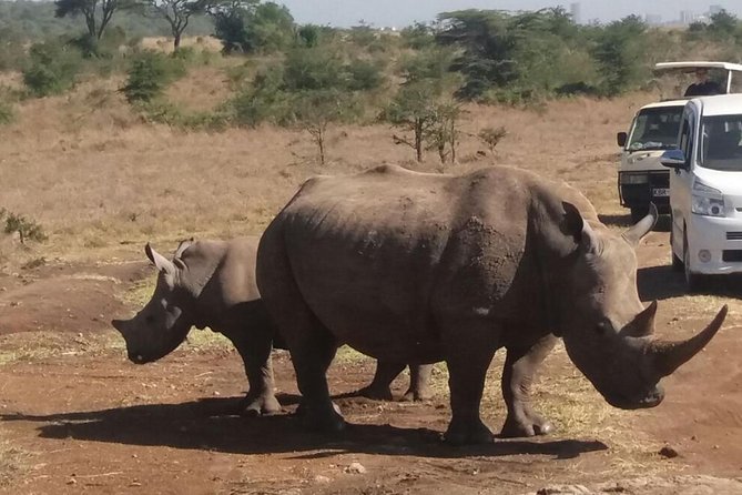 Nairobi National Park, Baby Elephant Orphanage and Giraffe Center - Timing, pickup, and airport use