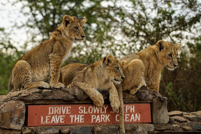 Nairobi National Park, Baby Elephant Orphanage and Giraffe Center - Stop one: three hours inside Nairobi National Park