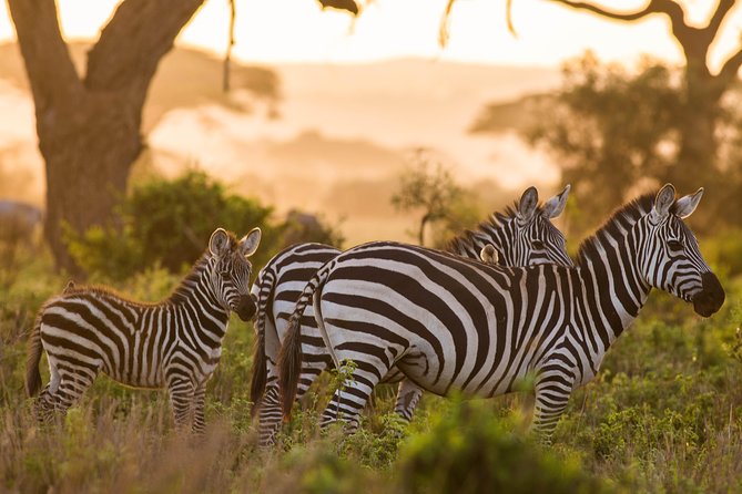 Nairobi National Park Day Tour - A true safari morning beside Nairobi