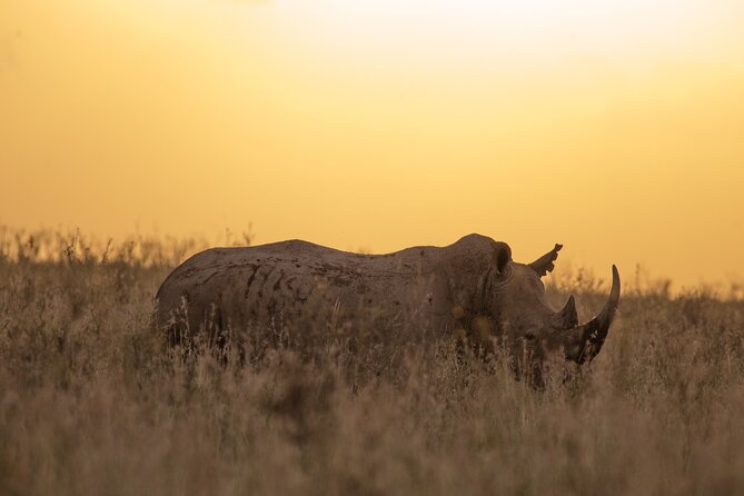 Nairobi National Park Day Tour - Wildlife to look for