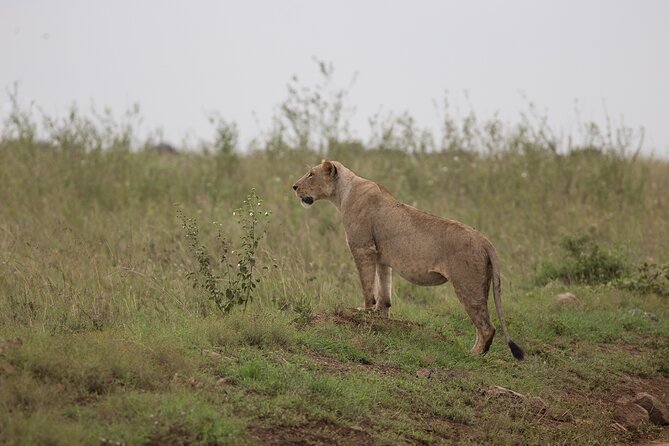 Nairobi National Park Day Tour - A closer look at the four-hour itinerary